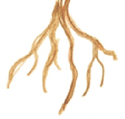 Alcoolature d'Ashwagandha Bio 50ml